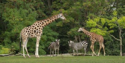 wide-shot-baby-giraffe-near-its-mother-two-zebras-with-green-trees.jpg